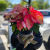 Plant #Poinsettia