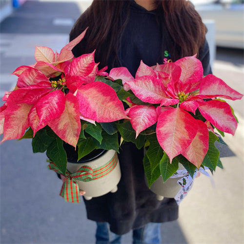 Plant #Poinsettia