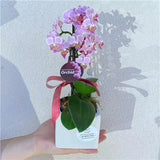 Small Orchid Potted Plant (Colour)