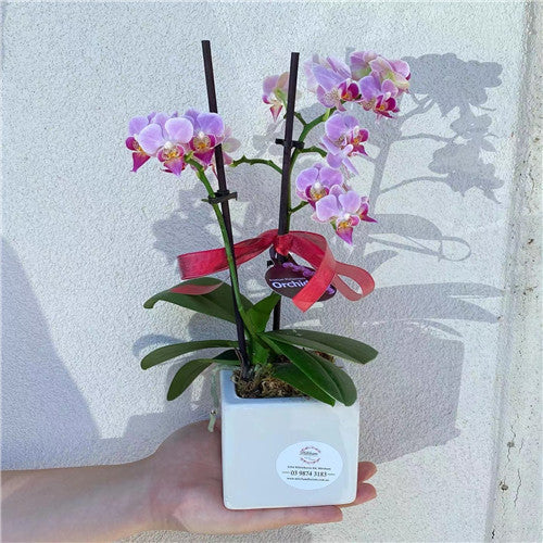 Small Orchid Potted Plant (Colour)