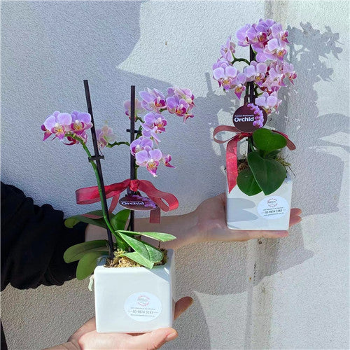Small Orchid Potted Plant (Colour)