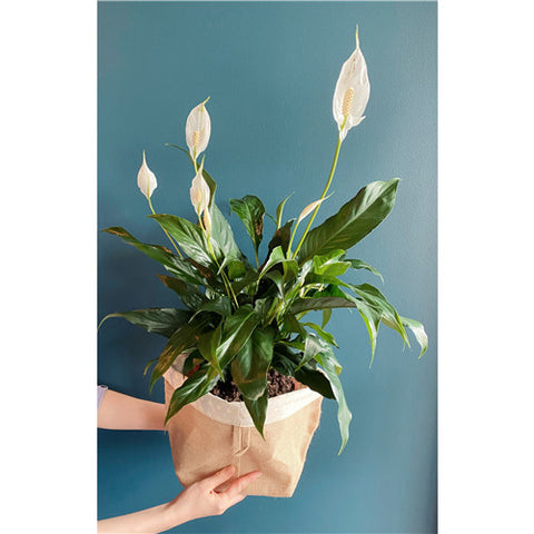 Plant # Peace Lily