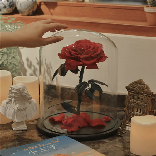 Single Stem Everlasting Preserved Rose Glass Dome (20cmH)丨Preserved Flowers丨Dry Flowers Melbourne