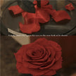 Preserved Single Stem Rose Red (20cmH)