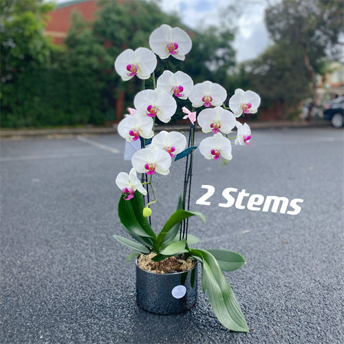 Large Phalaenopsis Orchid (Colour) 70cm