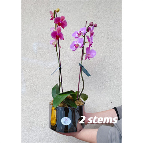 Large Phalaenopsis Orchid (Colour) 70cm