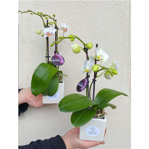 Small Orchid Potted Plant (White)