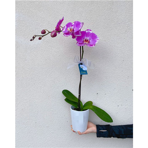 Large Phalaenopsis Orchid (Colour) 70cm