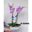 Phalaenopsis Orchid (White) 70cm