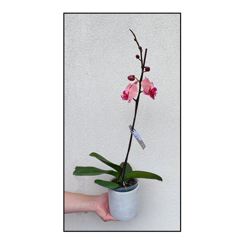 Large Phalaenopsis Orchid (Colour) 70cm
