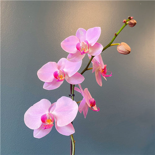 Large Phalaenopsis Orchid (Colour) 70cm