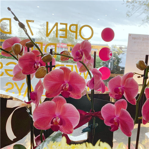 Large Phalaenopsis Orchid (Colour) 70cm