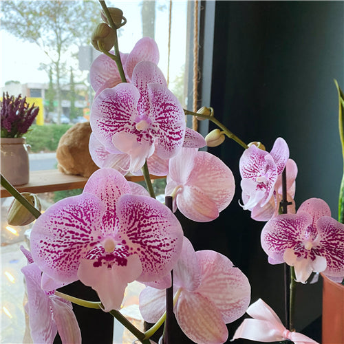 Large Phalaenopsis Orchid (Colour) 70cm