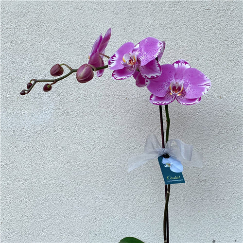 Large Phalaenopsis Orchid (Colour) 70cm