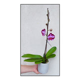 Large Phalaenopsis Orchid (Colour) 70cm
