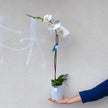 Phalaenopsis Orchid (White) 70cm